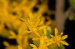 Gray goldenrod